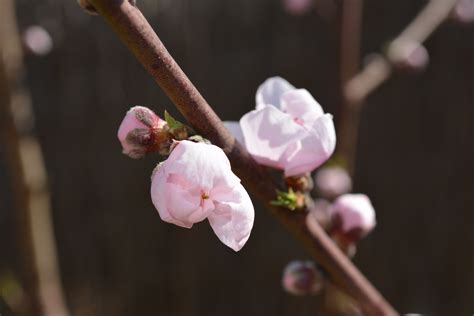 Free Images Nature Branch Blossom Fruit Leaf Petal Food Spring