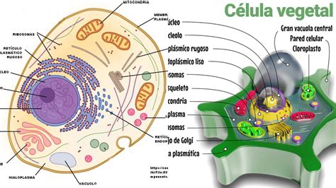 Celula Eucariota Vegetal Y Animal Images