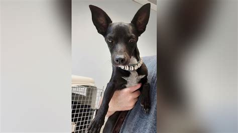 Dog Lost At Atlanta Airport Found Safe 3 Weeks After Mysterious