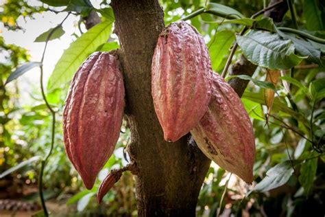 Check spelling or type a new query. Get the Facts - Frosty Pod Rot Cocoa Disease - Jamaica ...