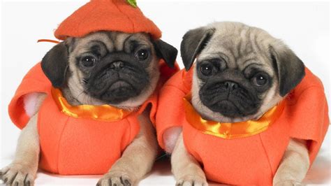 10 Awesome Halloween Costumes For Pugs