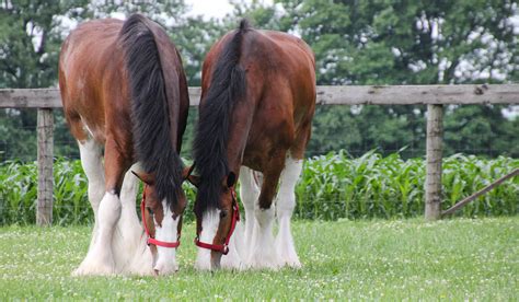 Clydesdale Horse Breed Profile Helpful Horse Hints