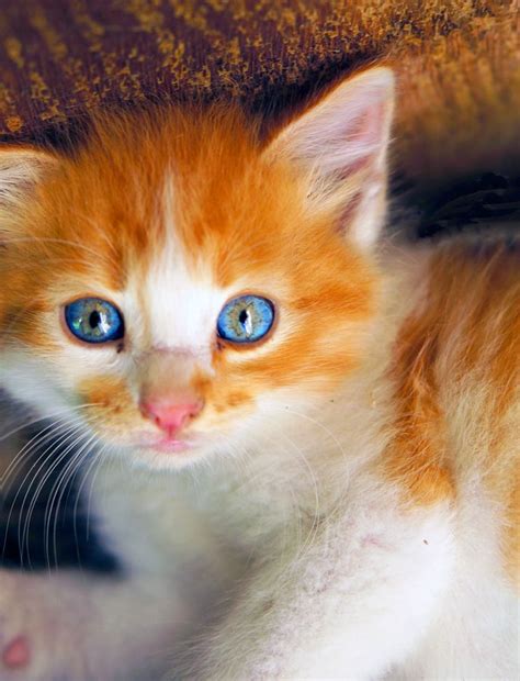 Kitten With Blue Eyes Cute Cats And Kittens Pretty Cats Kittens