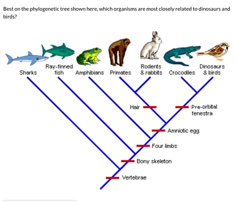 Which Two Organisms Are Most Closely Related