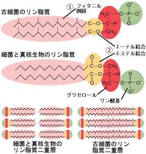 We did not find results for: 生物学 第2版 — 第22章 原核生物:細菌と古細菌 —. Japanese translation of ...