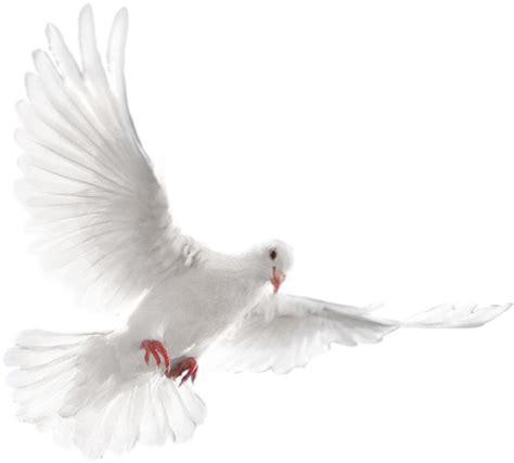 Wedding Doves Png Transparent White Dove Flying 869474 Vippng