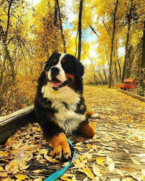 115 Fall Inspired Dog Names The Paws In 2020 Mountain Dogs Dogs