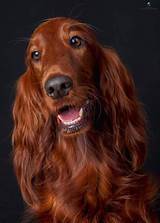 Champion irish setter, hurt and out of the running. 20 best Big Red & Setter Books images on Pinterest | Irish ...