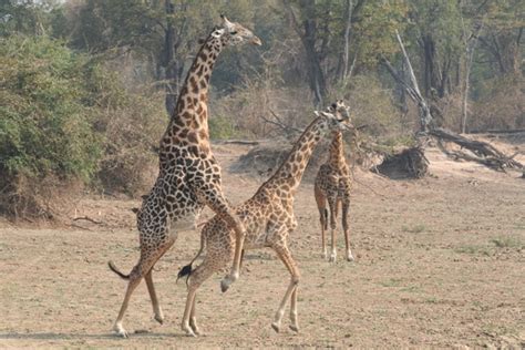 giraffes mating in zambia photos from the africa leg of ou… flickr