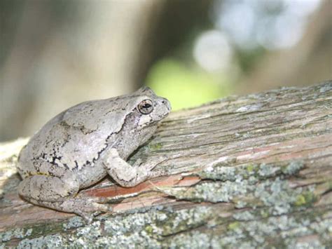 Gray Tree Frog Care Sheet: Diet, Habitat, and More | Critters Aplenty