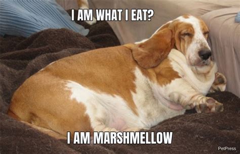10 Funny Fat Dog Memes Page 3 Of 3 Petpress