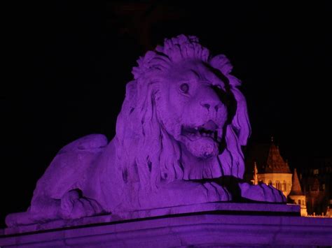 Purple Lion By Kocid On Deviantart