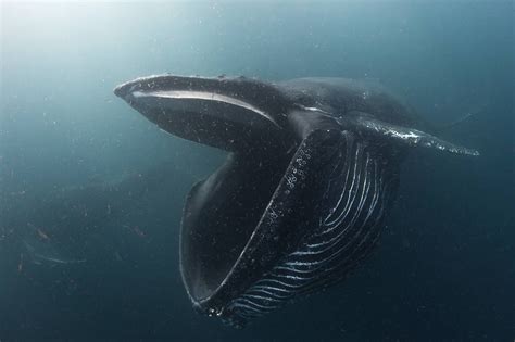 • their songs can be heard as far as 12 miles away. Humpback whale feeding on krill 3445 x 2296 : thalassophobia
