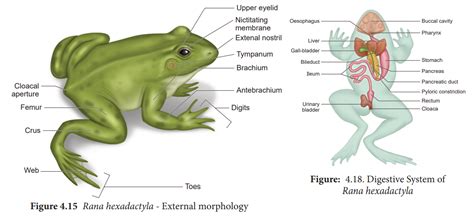 Anatomy Of Frog Digestive Respiratory Circulatory Nervous