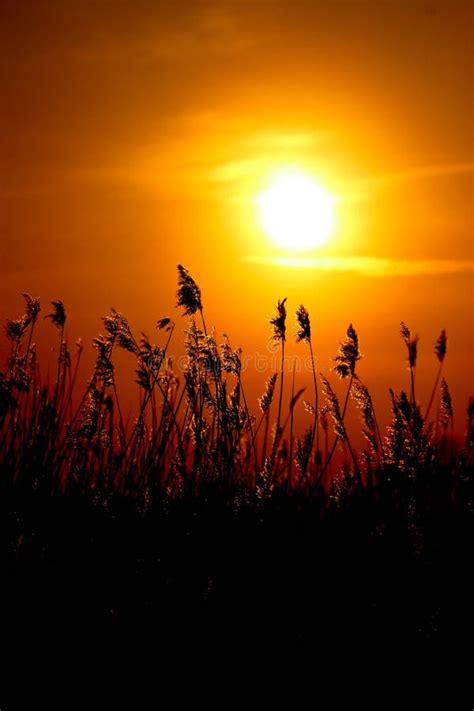 Beautiful Orange Sunset Over The Reeds On The Beach Sun Illuminaite
