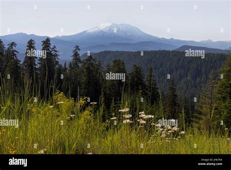 Mount Saint Helens In The Summer Landscape At Ford Pinchot National
