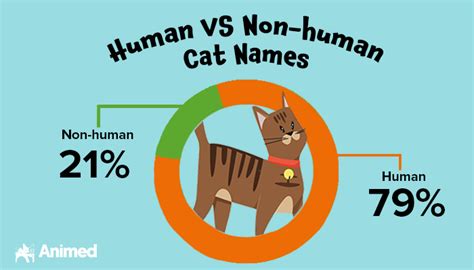 Best Cat Names 2023 Animed Direct