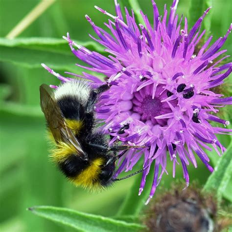 Garden Bumblebee | NatureSpot