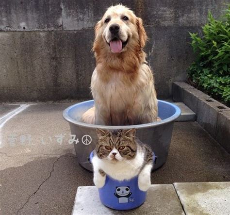 Cat And Her Golden Retriever Dog Share An Inseparable Bond Love Meow