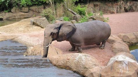 Gajah Kuda Nil Perakitan Foto Gratis Di Pixabay Pixabay
