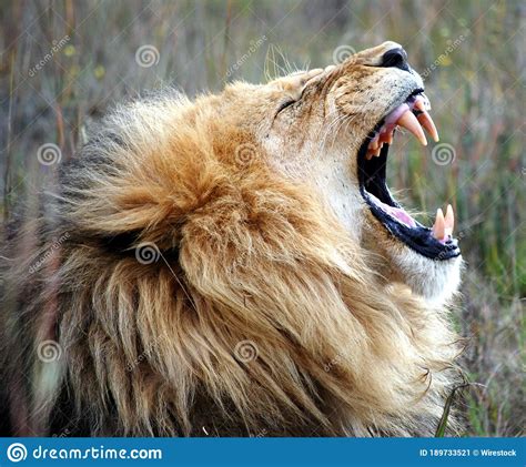 Side Profile Shallow Focus Shot Of A Male Lion Roaring In Nature Stock