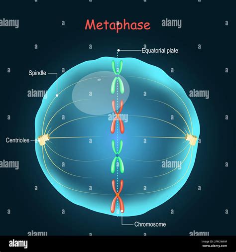 Métaphase En Mitose Banque De Photographies Et Dimages à Haute