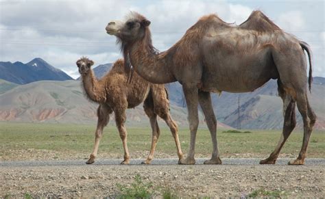 Camels Facts Types And Pictures Live Science