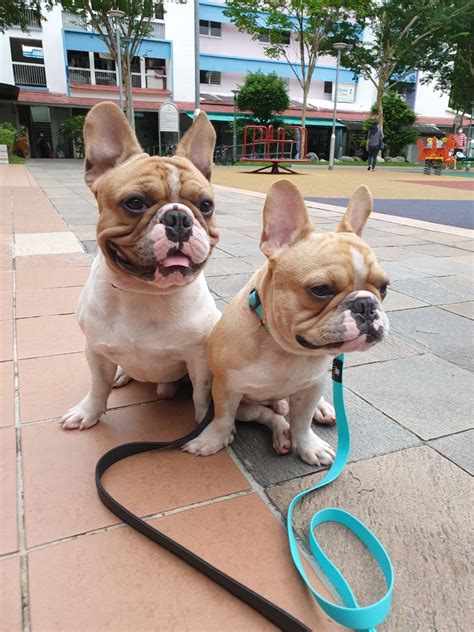 Training a dog is critical regardless of breed. 2 French bulldogs in S'pore die of heatstroke after being ...