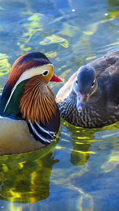 Mandarin Duck Beautiful Couple Swim Hd Phone Wallpaper Pxfuel