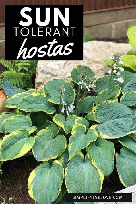 How To Care For Sun Tolerant Hostas With Beautiful Flowers Hostas