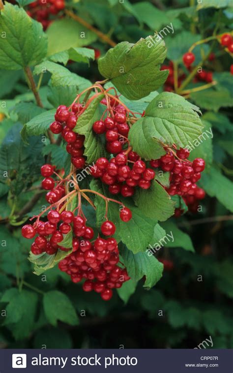 American Highbush Cranberry Viburnum Trilobum Close Up Of Berries U