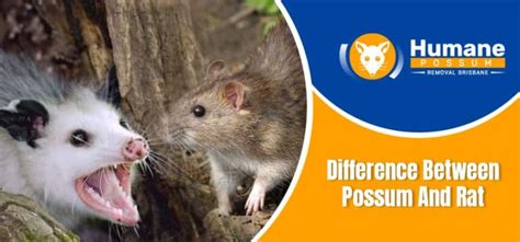 Difference Between Possum And Rat Humane Possum Removal Brisbane