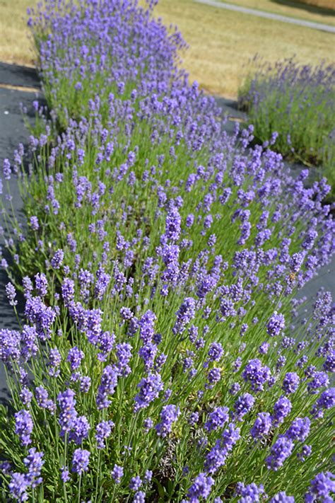 Hidcote Blue Lavender Lavandula Angustifolia Hidcote Blue In