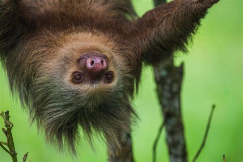 Three Toed Sloths Mammals Animal Encyclopedia
