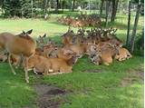 Images of Wisconsin Dells Deer Park