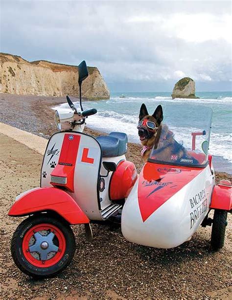 The Isle Of Wight A Dogs Eye View Sidecar Biker Dog Retro Scooter