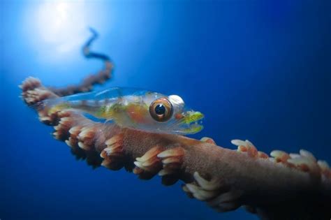 Goby On Whip Coral Red Sea Israel Photo By Amir Stern Comment