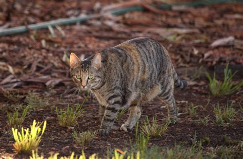 The Case Against Cats Why Australia Has Declared War On Feral Felines