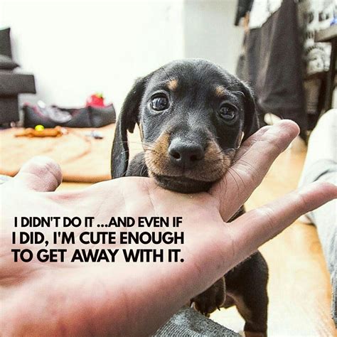 Pin By Yvonne Batten On Dachshund Funny Quotes Meme Funny Dachshund