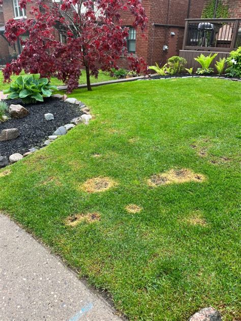 Burned Grass Toronto Master Gardeners