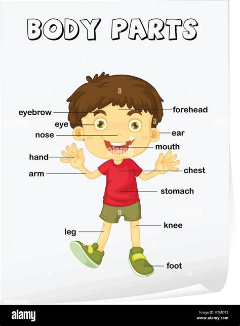 Vocabulary Worksheet Parts Of The Body Stock Vector Image And Art Alamy