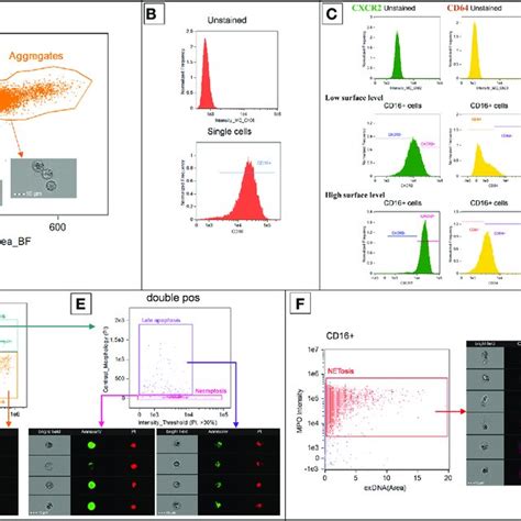 Representative Diagrams Showing The Flow Cytometry Gating Strategy Download Scientific