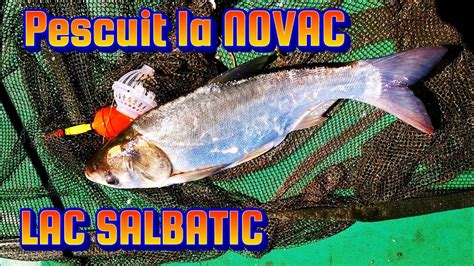 Pescuit La Novac Fitofag Pe Lac SĂlbatic Ianis Lake Youtube