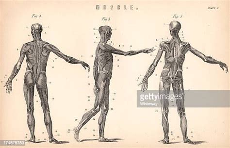 Anatomia Humana High Res Illustrations Getty Images