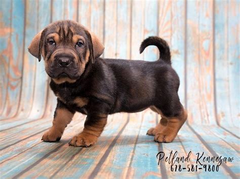 Purchasing a puppy provides you with protections such as a puppy history, health warrantees, registration papers, veterinarian examinations, shots and wormings, and microchipping. Informative Facts About Walrus Puppies - Petland Kennesaw