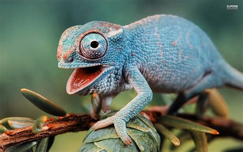 The Meaning And Symbolism Of The Word Chameleon