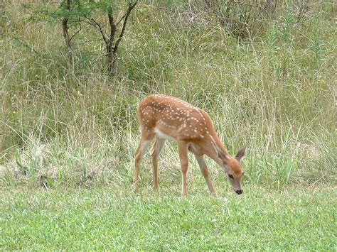 Photos Et Cetera White Tail Deer In Illinois