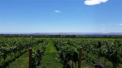 Dineen Vineyards ~ Yakima Wa Vineyard Farmland Outdoor