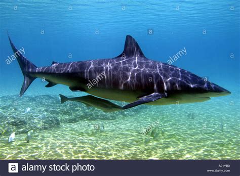 Bull Shark At Shark Bay Sea World Gold Coast Qld Australia Stock Photo