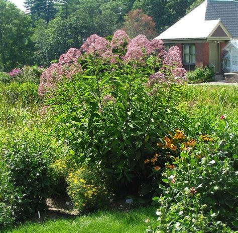 Photo Of The Entire Plant Of Joe Pye Weed Eutrochium Maculatum